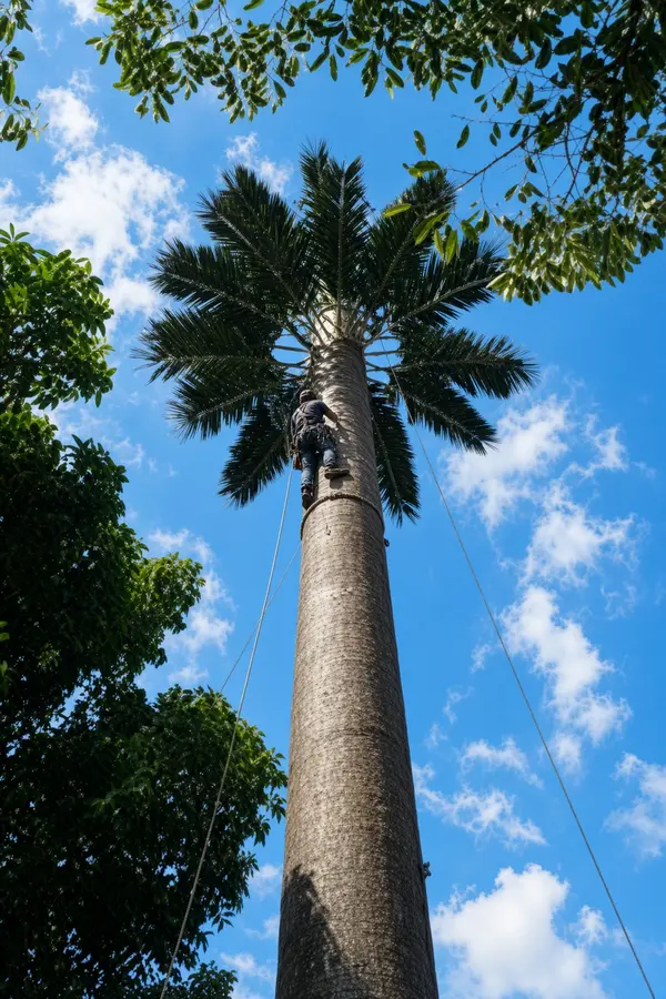Camouflaged tower